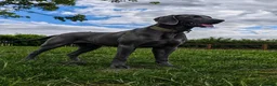 Weimaraner dogs for sale: ✨ KC Weimaraner Puppies — Champion Bloodlines ✨ - Advert 5