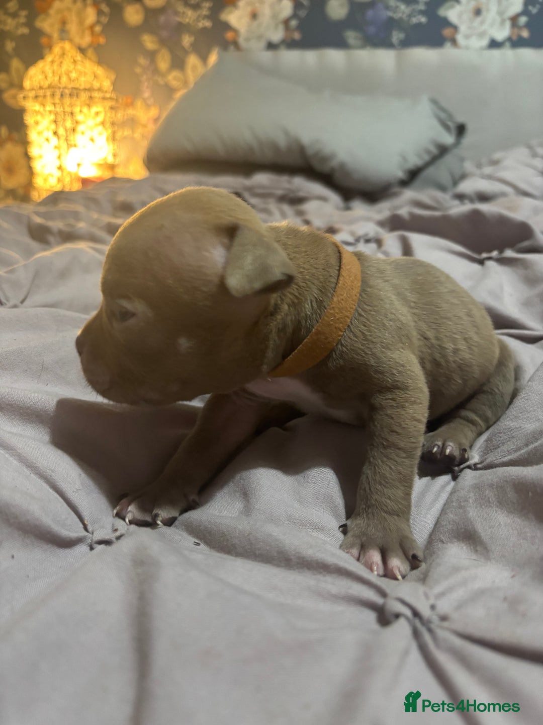 American Bully dogs for sale: Pocket Bully Puppies - Advert 14