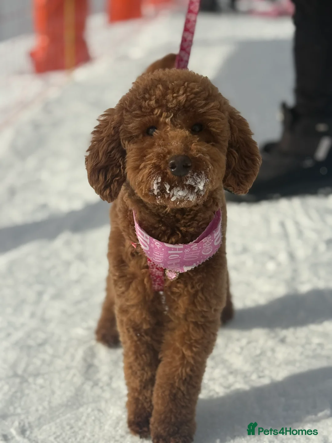 Miniature Poodle dogs for sale: Beautiful Miniature Poodle Female  - Advert 6