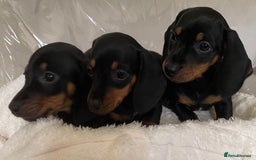 Miniature Dachshund dogs for sale: 💙Miniature dachshund puppies💝 - Image 2