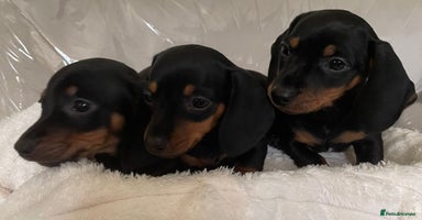 Miniature Dachshund dogs - Advert 10