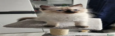 Ragdoll 1
