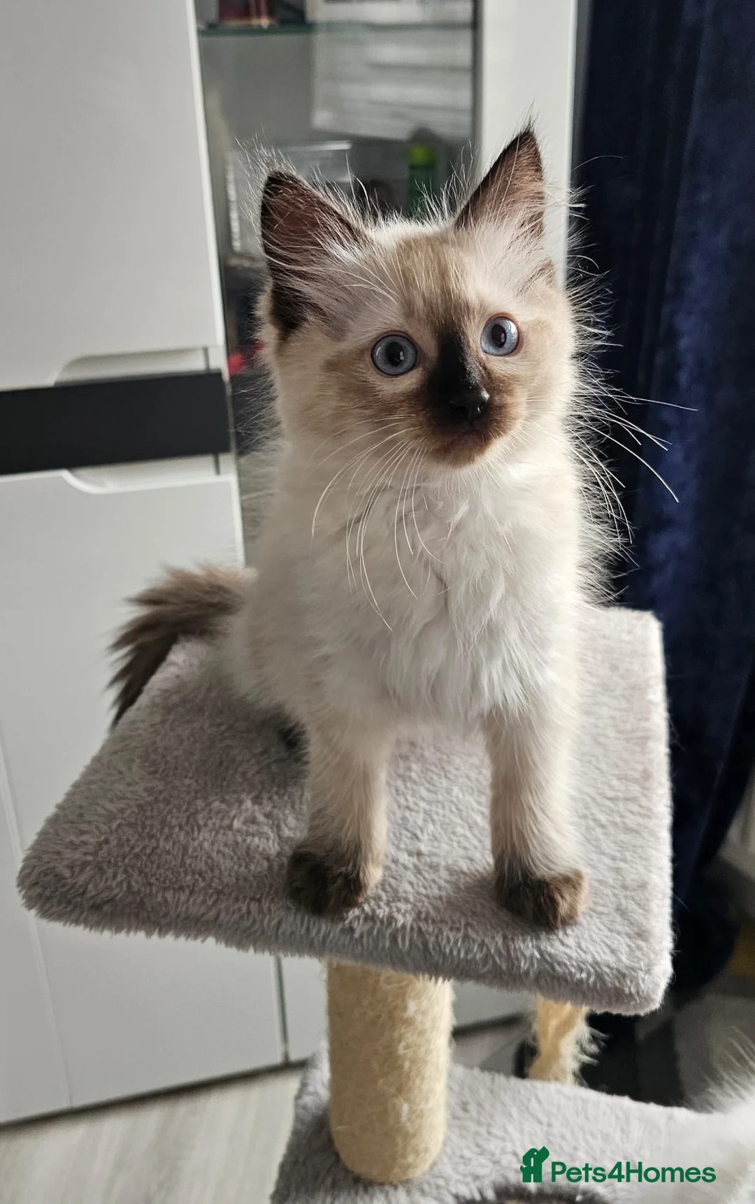 Ragdoll cats for sale: Beautiful Ragdoll - Advert 2