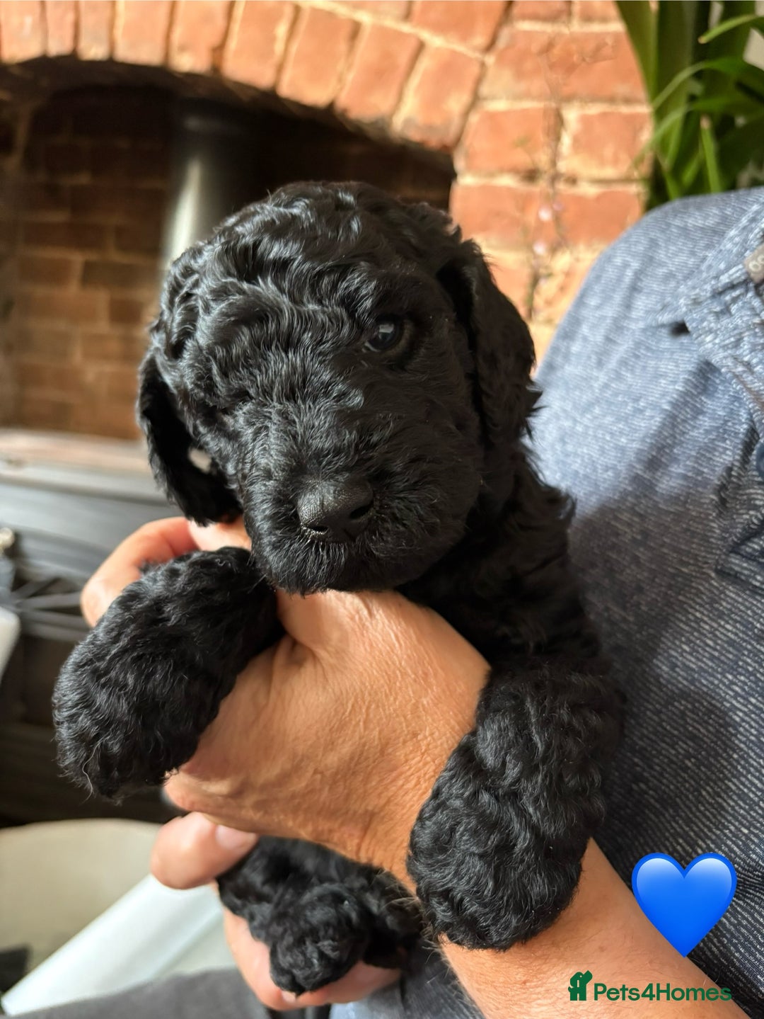 Labradoodle dogs for sale: Labradoodle Puppies 10 weeks 14 Nov 25 - Image 22