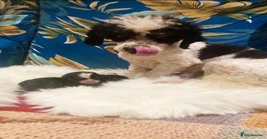 Cavapoo dogs - Advert 7