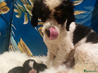 Cavapoo dogs - Advert 1