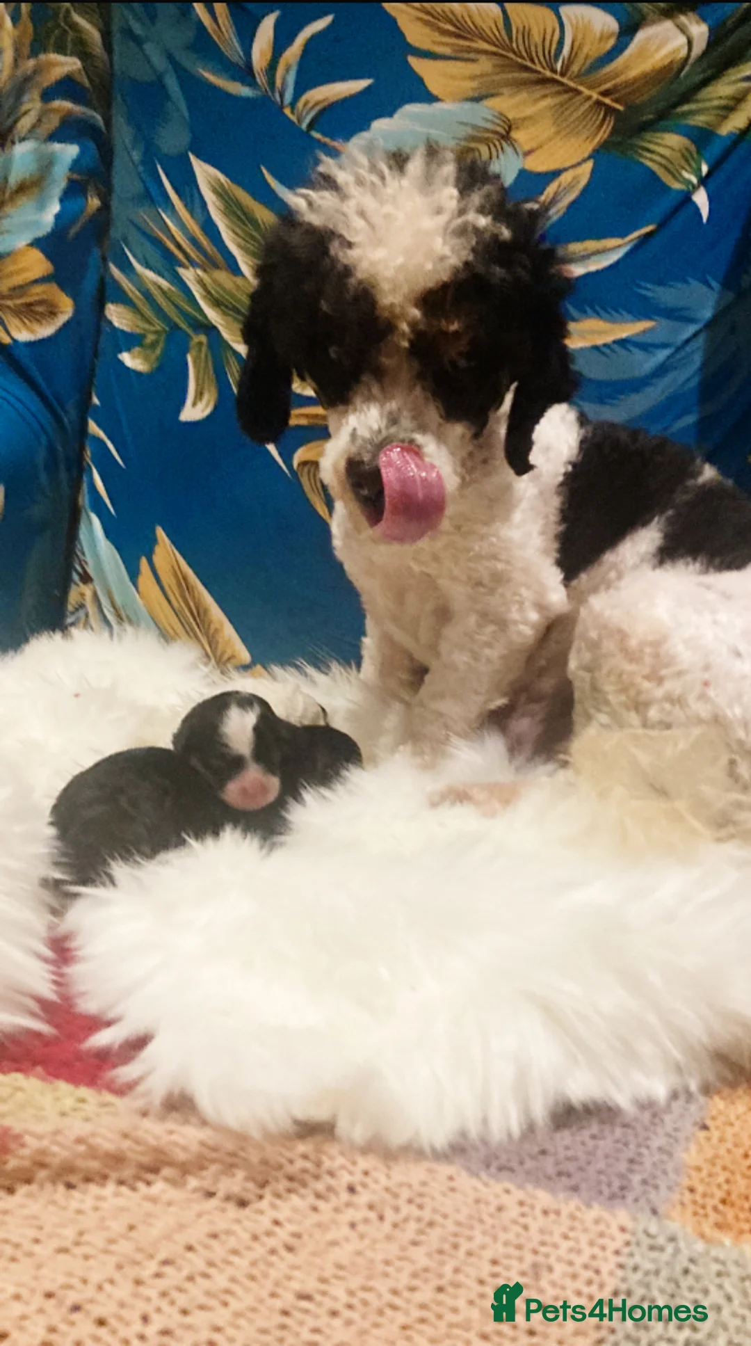 Cavapoo dogs for sale: Toy cavapoo WAITING LIST - Advert 20