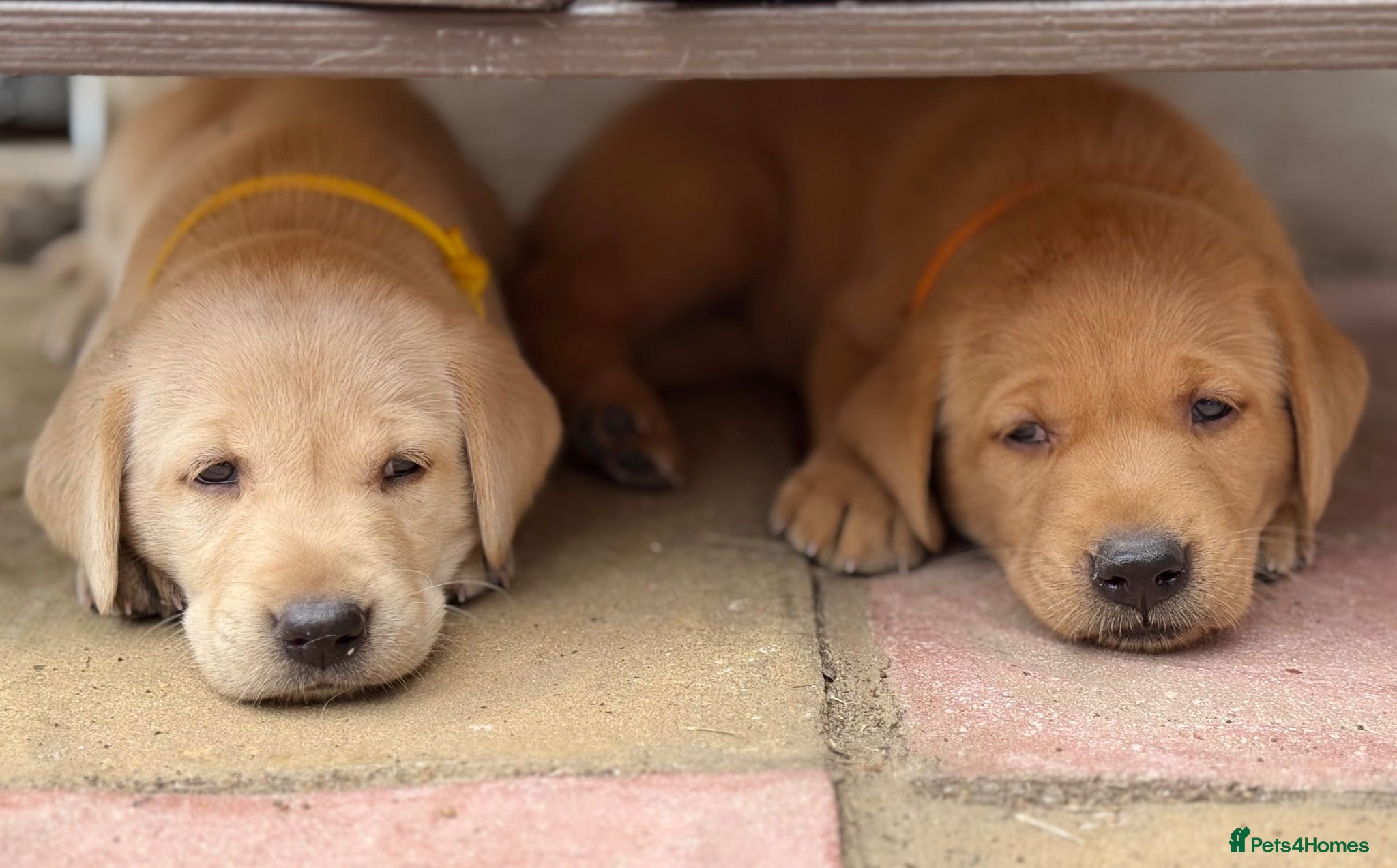 Labrador Retriever dogs Kennel Club Registered Labrador Puppies 🐾 - Advert 2
