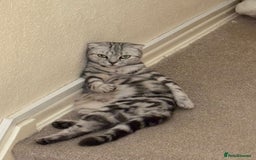 Scottish Fold cats for sale: Scottish Fold kitten. (last boy) - Image 7