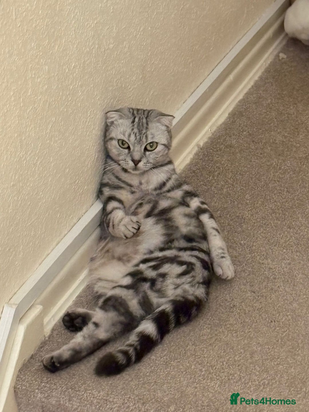 Scottish Fold cats for sale: Scottish Fold kitten. (last boy) - Image 7