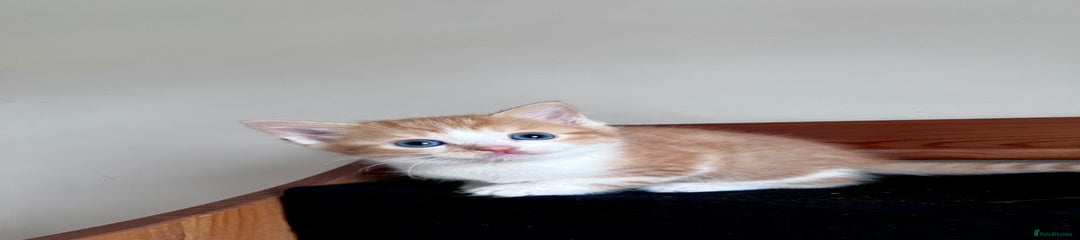 Mixed Breed Ginger Kitten 3