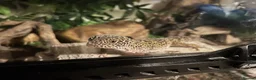 Leopard Gecko reptiles for sale: Leopard Gecko + setup - Advert 1