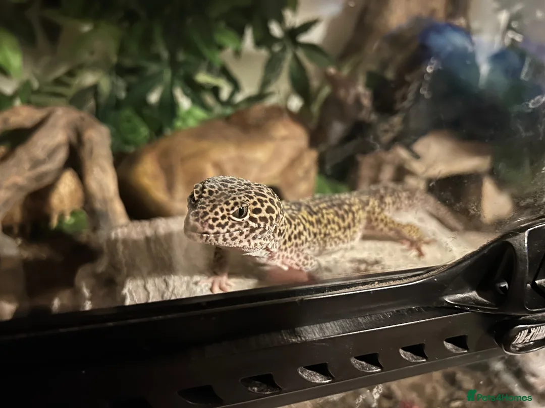Leopard Gecko reptiles for sale: Leopard Gecko + setup - Advert 1