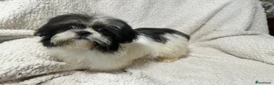 Shih Tzu Puppy 3
