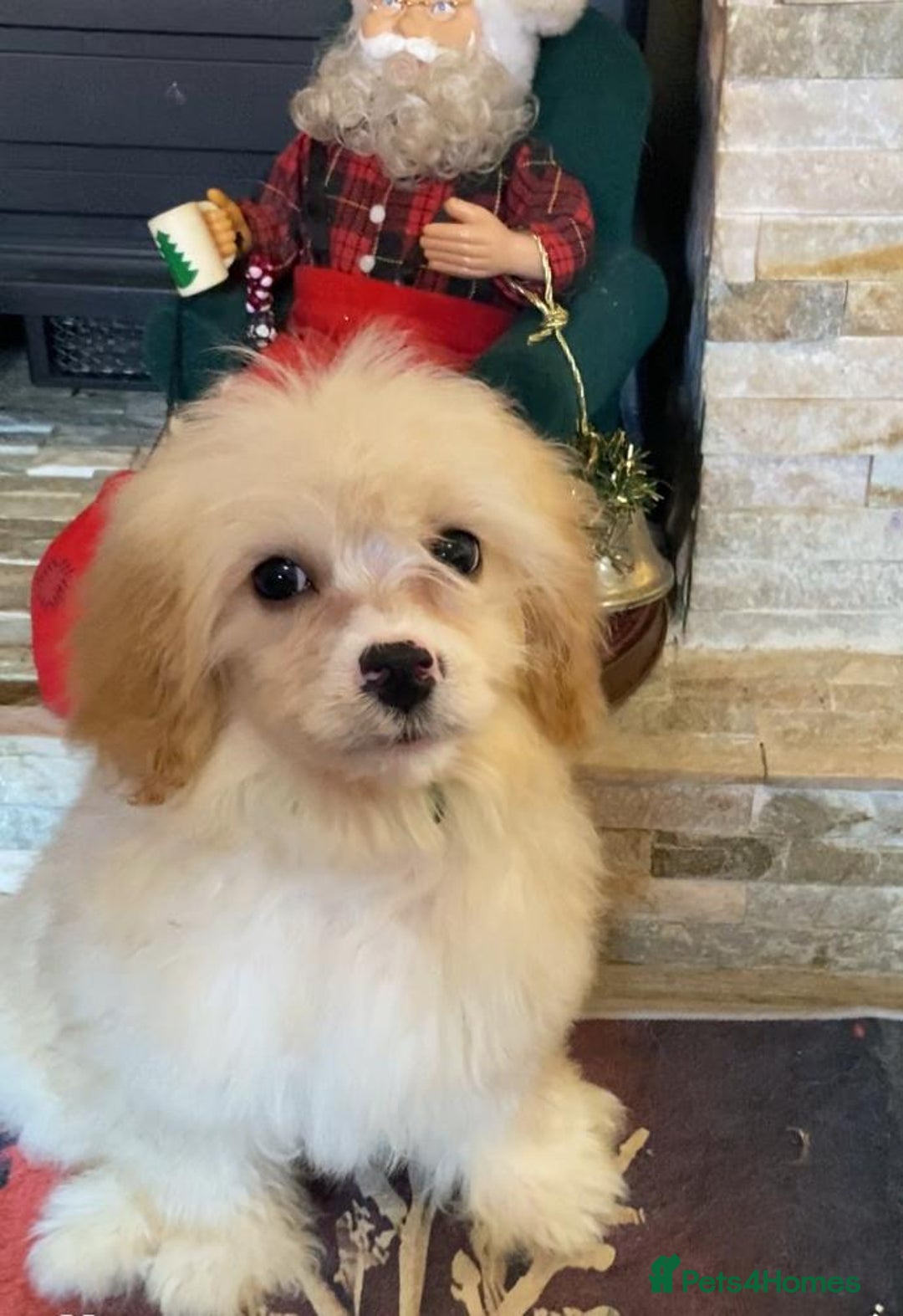 Cavapoo dogs for sale: Last 3 cavapoo girls.  ready to leave now  - Advert 2