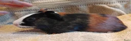 Guinea Pig rodents for sale: Tort and Whites, Self Chocolate Boar and Sow  - Advert 13