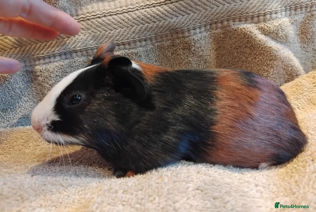 Guinea Pig rodents for sale: Tort and Whites, Self Chocolate Boar and Sow  - Advert 13