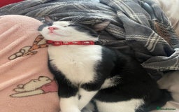 Mixed Breed cats for sale: 2 bonded males needs a home asap - Image 16
