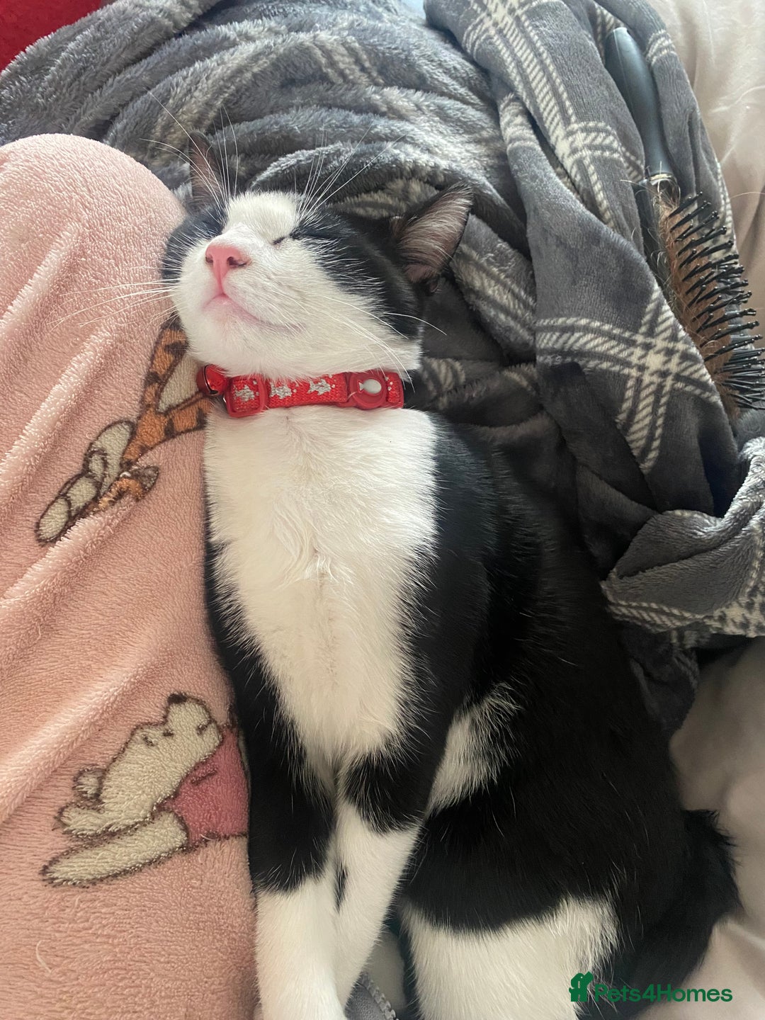 Mixed Breed cats for sale: 2 bonded males needs a home asap - Image 16