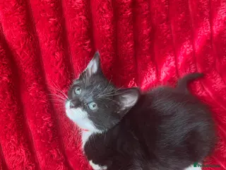 Mixed Breed cats Beautiful blacks looking for loving families - Advert 4