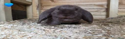 French Lop rabbits for sale: French Lops - Advert 1