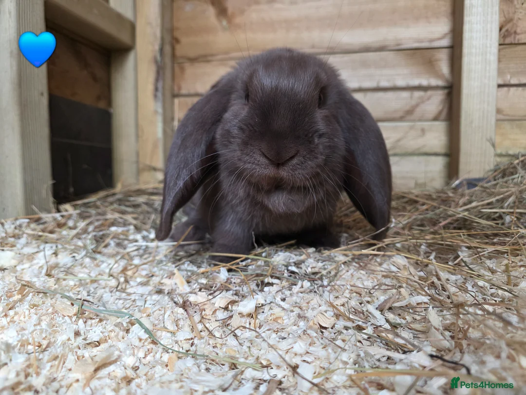 French Lop rabbits for sale: French Lops - Advert 1
