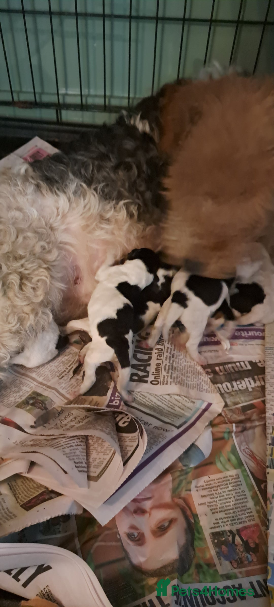 Fox Terrier dogs for sale: Wire haired fox terrier puppies  - Advert 7