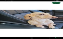 Dachshund dogs for sale: Miniature dachshund girls, cream & black and cream - Image 23