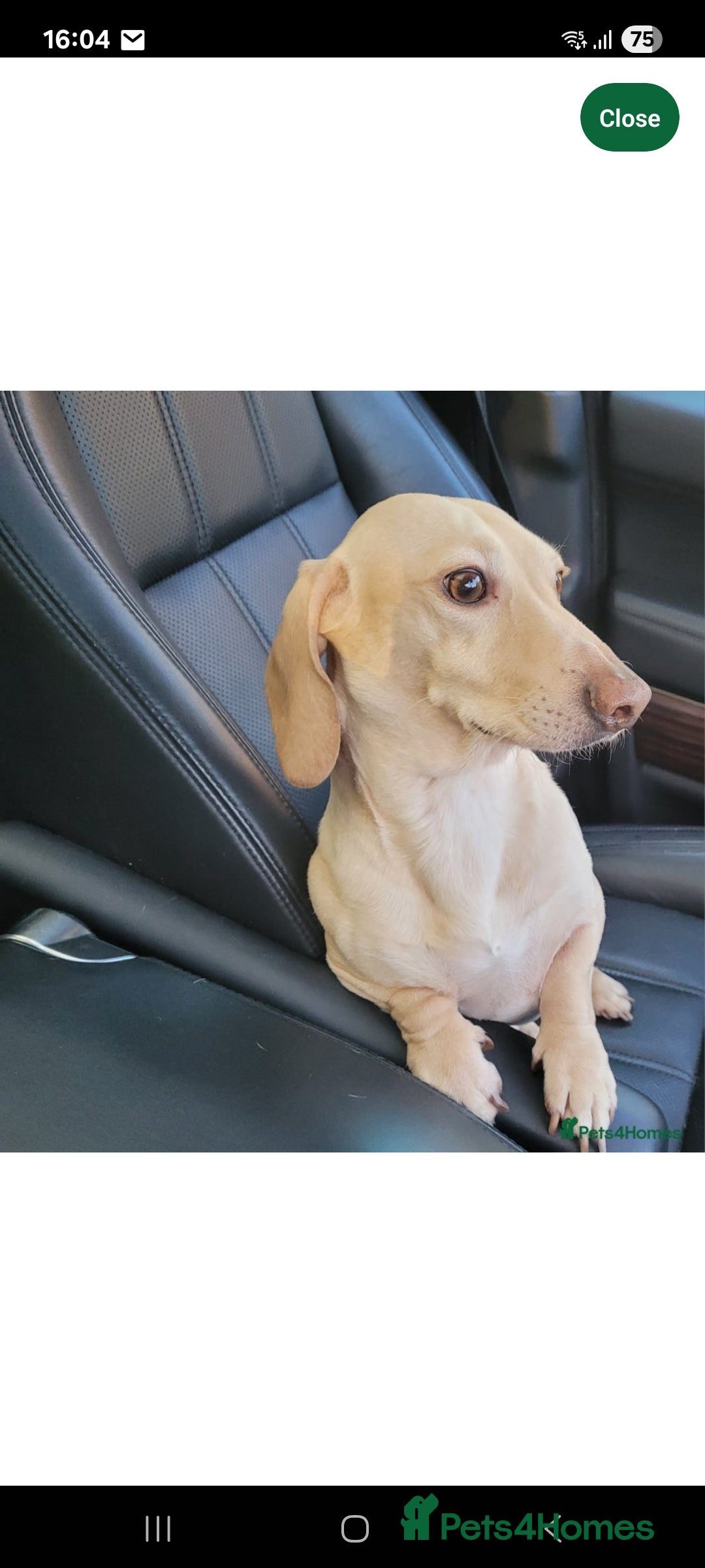 Dachshund dogs for sale: Miniature dachshund girls, cream & black and cream - Image 23