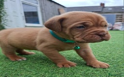 Dogue De Bordeaux dogs for sale: Dogue de Bordeaux pups  - Image 4