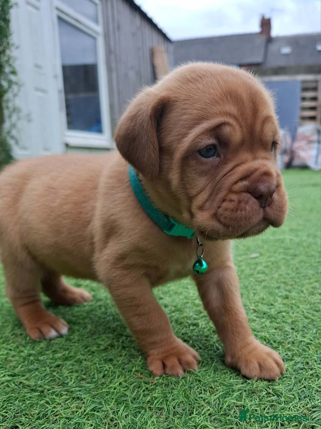 Dogue De Bordeaux dogs for sale: Dogue de Bordeaux pups  - Image 4