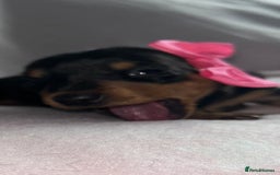 Miniature Dachshund dogs for sale: Black/tan female miniature dachshund  - Image 9