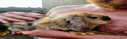 Mini Lion Lop rabbits for sale: 4 lionhead lops for sale - Advert 11