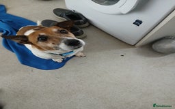 Jack Russell dogs for sale: Buster the Jack russel - Image 1