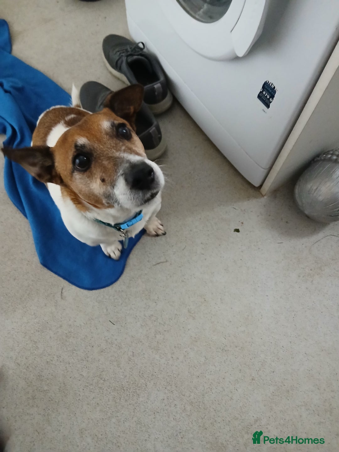 Jack Russell dogs for sale: Buster the Jack russel - Image 1