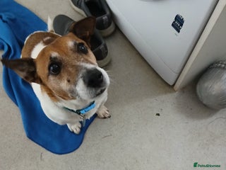 Jack Russell dogs - Advert 1