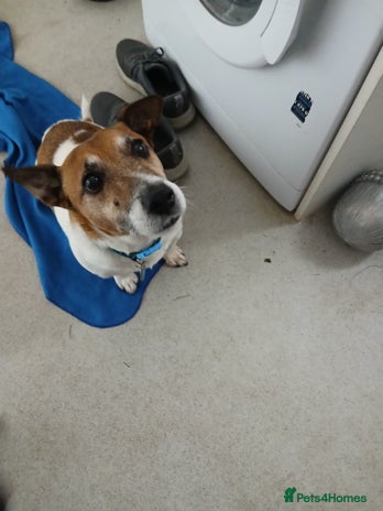 Jack Russell dogs - Advert 1