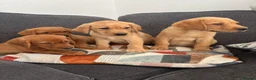 Labrador Retriever dogs for sale: Beautiful KC registered Labrador retriever puppies in Swansea - Advert 8
