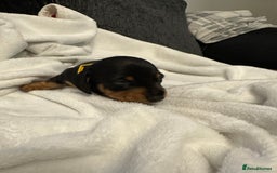 Miniature Dachshund dogs for sale: Stunning KC reg PRA clear Mini Dachshund puppies - Image 15