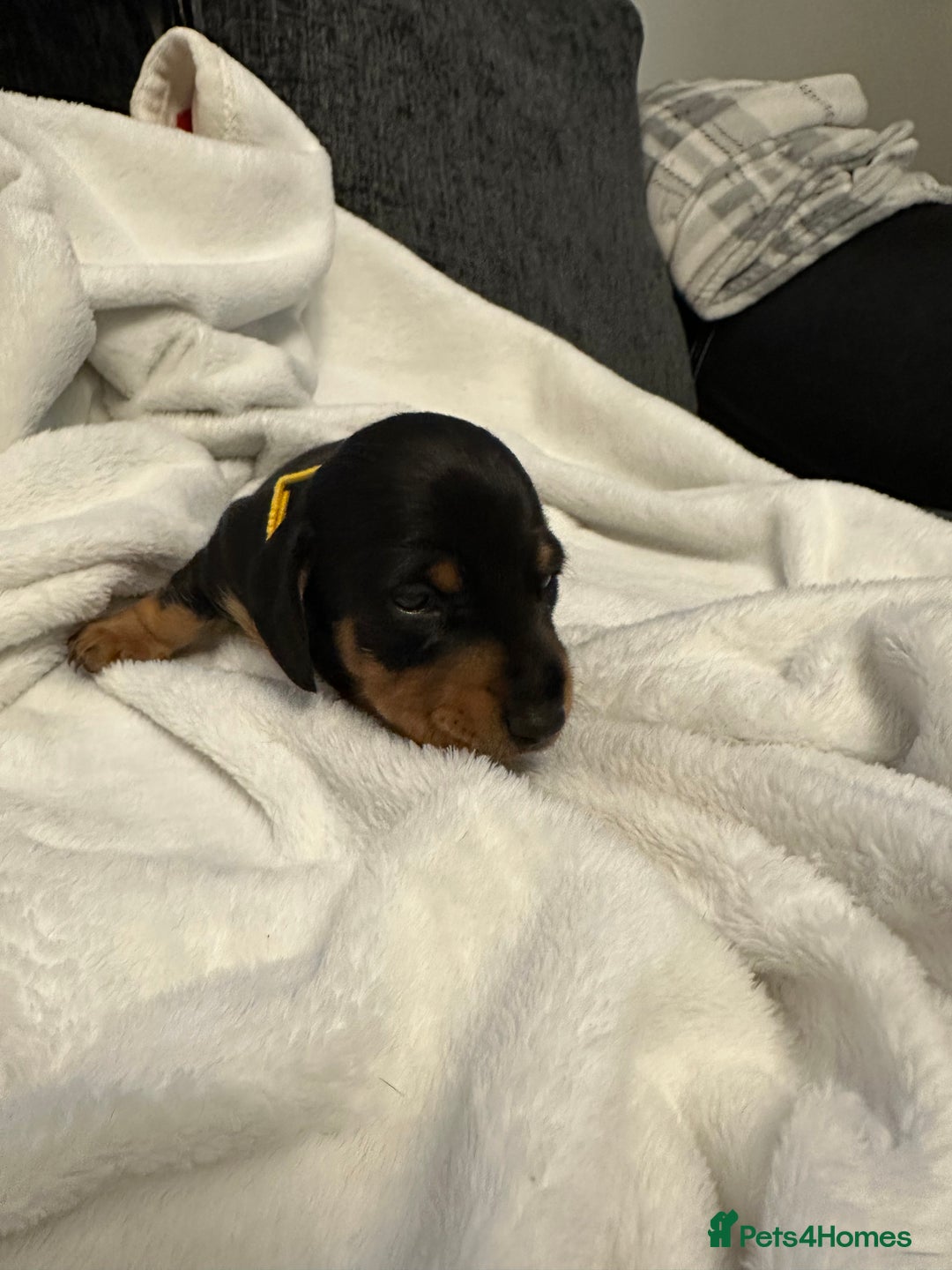 Miniature Dachshund dogs for sale: Stunning KC reg PRA clear Mini Dachshund puppies - Image 15