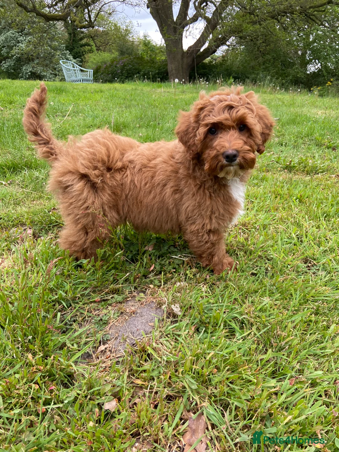 Mixed Breed dogs for sale: Stunning Australian Double Doodles - Advert 2