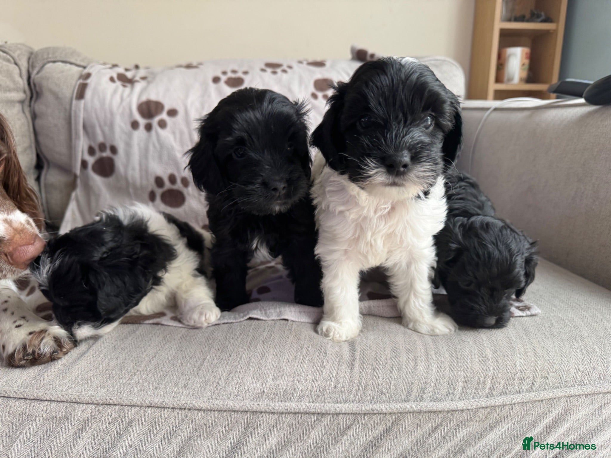 Mixed Breed dogs Springer-Poo puppies - Advert 1