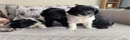 Mixed Breed dogs for sale: Springer-Poo puppies READY NOW. - Advert 4