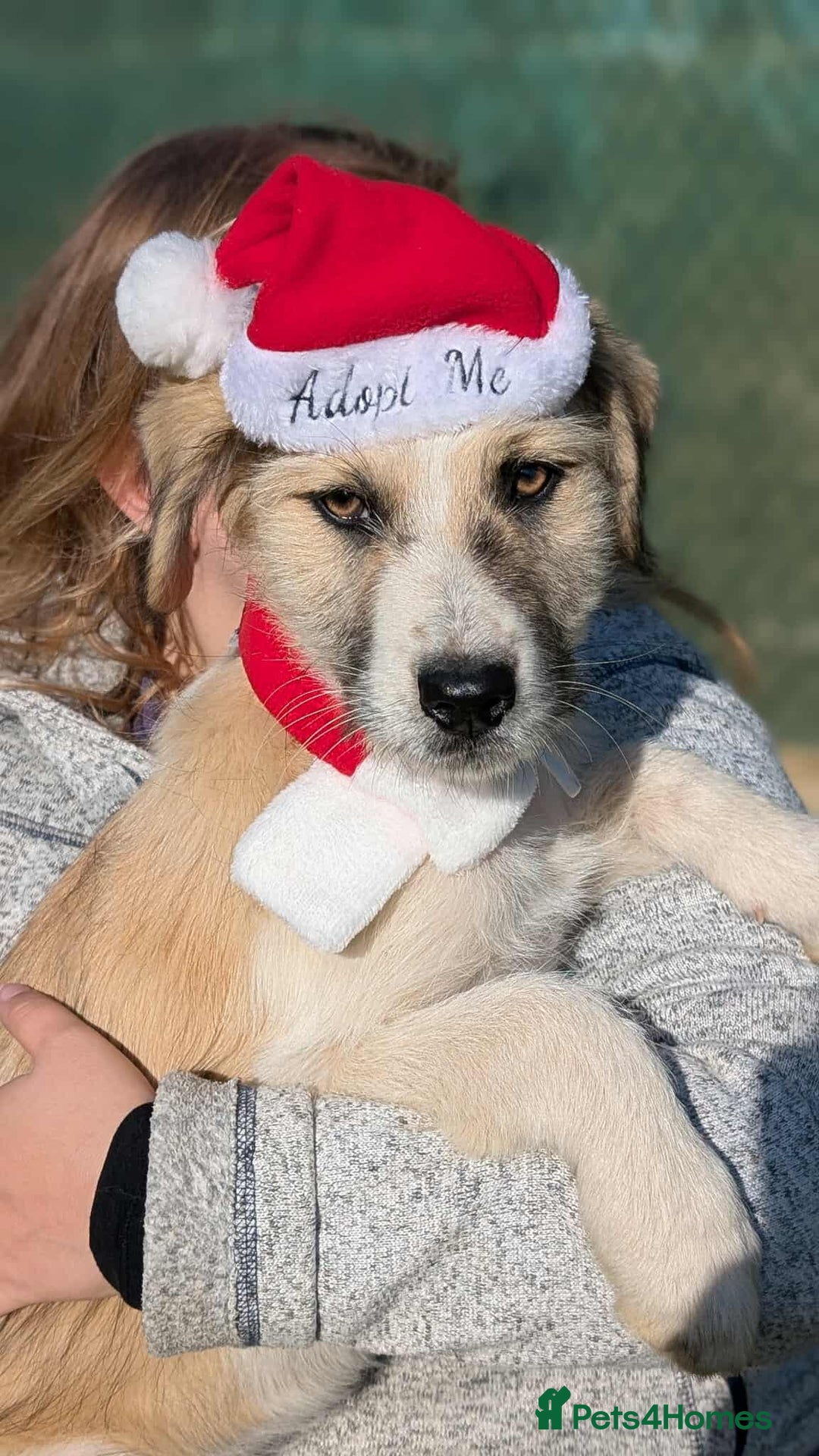 Mixed Breed dogs for adoption: Can Boo be your beau?  - Advert 4