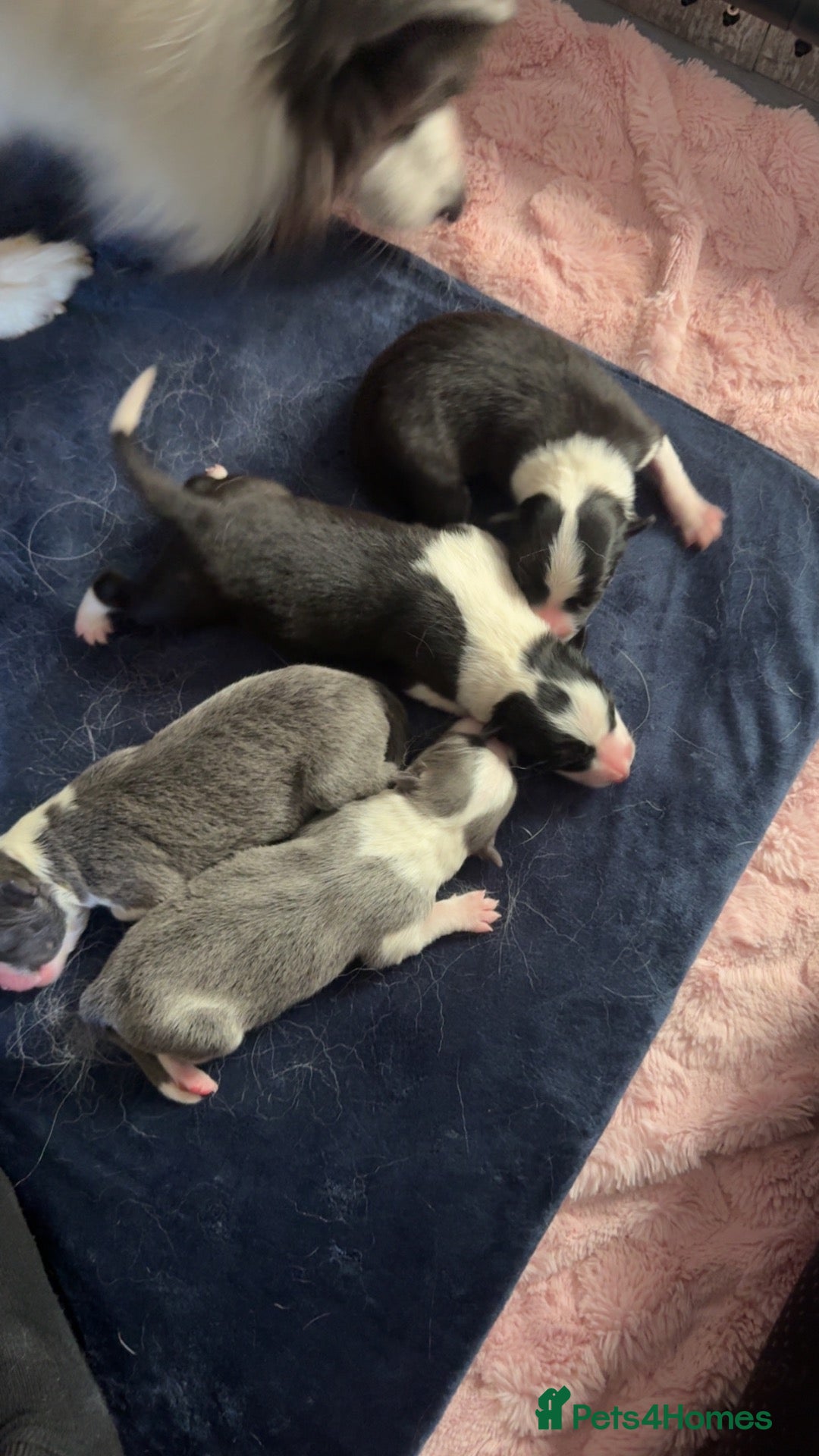 Border Collie dogs Border Collie Pups  - Advert 13