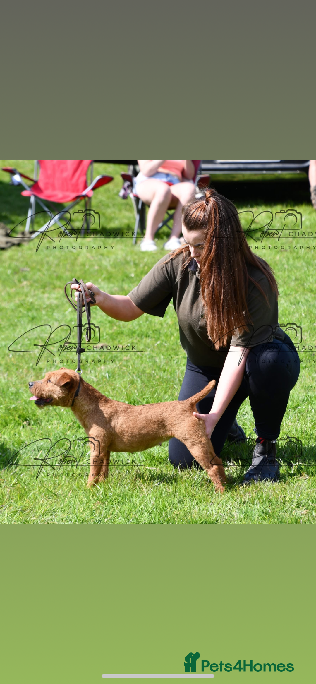 Lakeland Terrier dogs for sale: Red Working Type Lakeland Terrier Male For Sale - Advert 17