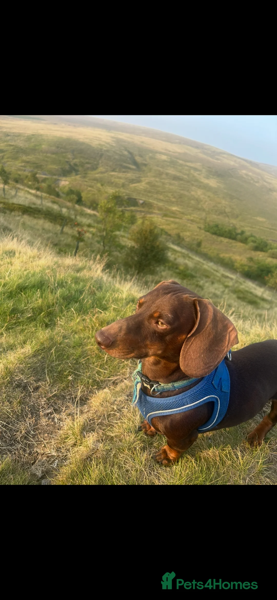 Miniature Dachshund dogs for stud: Stud- first time  - Advert 1