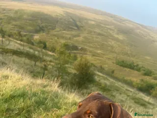 Miniature Dachshund dogs Stud- first time - Advert 1