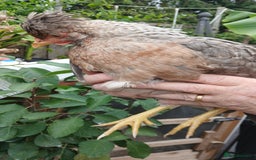 Chickens poultry for sale: 2 x legbar punets - Image 3