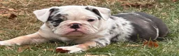 Olde English Bulldogge dogs for sale: 🐾2 Olde English bulldog puppies left 🐾 - Advert 20